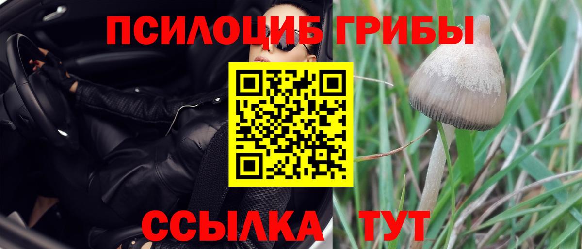 Псилоцибиновые грибы мицелий  Галлюциногенные грибы Cubensis  Искитим  Вход с VPN 